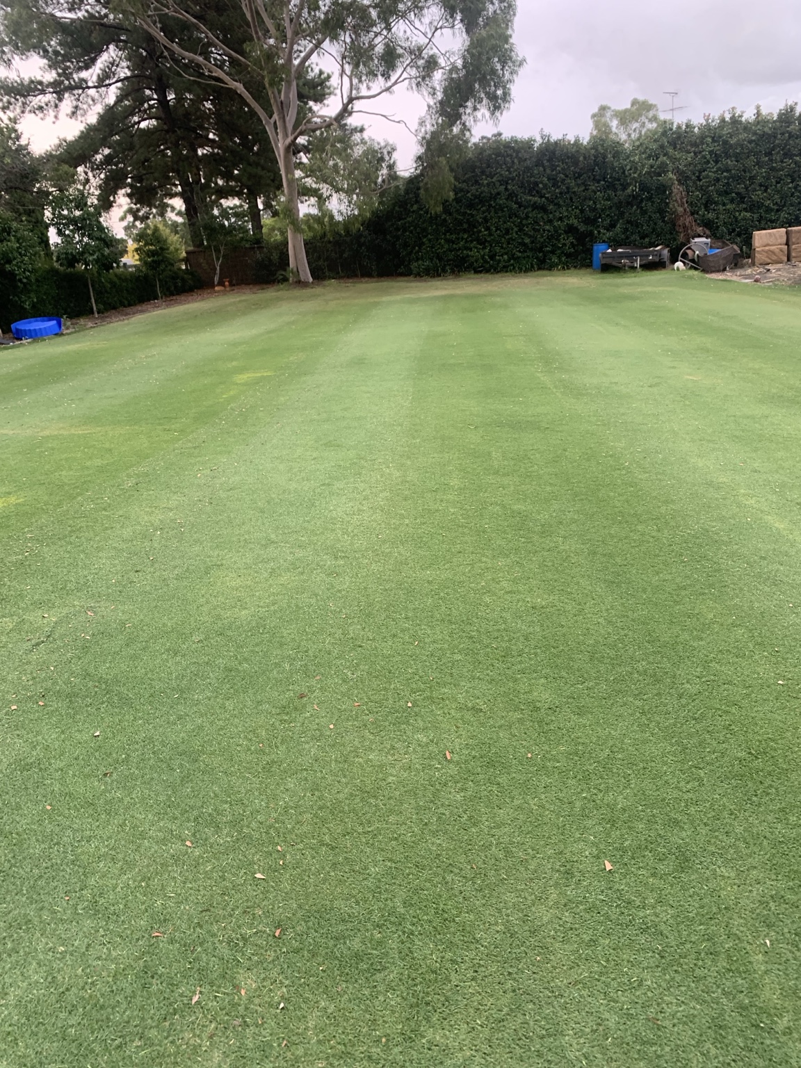 Healthy green backyard lawn with mature trees around its boundary